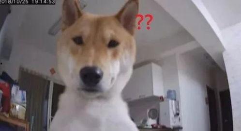 娱乐吃瓜酱监控小狗,小狗日常萌态大曝光！